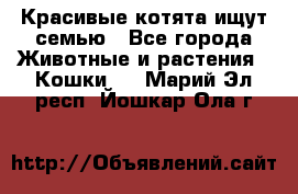 Красивые котята ищут семью - Все города Животные и растения » Кошки   . Марий Эл респ.,Йошкар-Ола г.